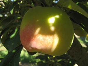 Manzana esperiega